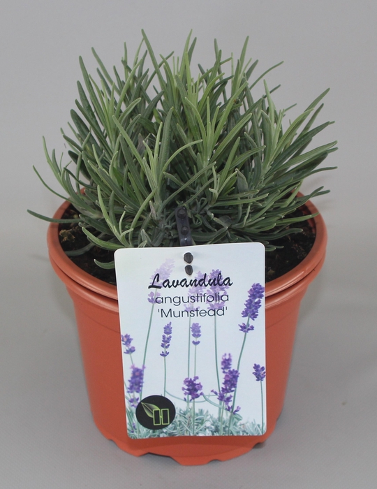 <h4>Lavandula Angustifolia Munstead C2</h4>