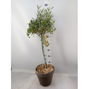 Arr.   Tuinplanten H%