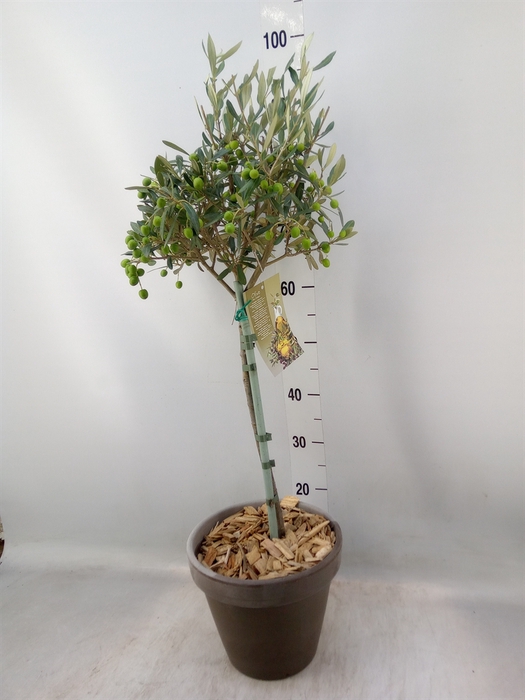 <h4>Arr.   Tuinplanten H%</h4>