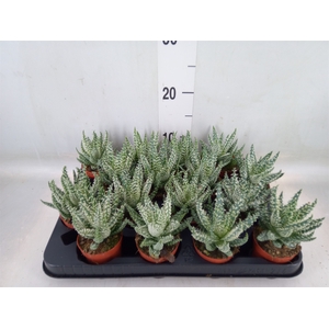 Aloe humilis
