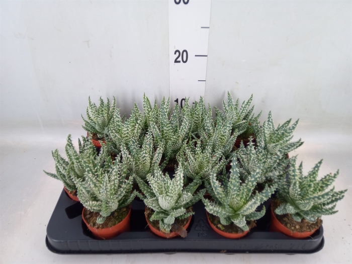 <h4>Aloe humilis</h4>
