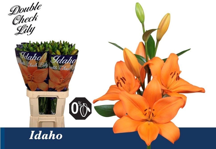 <h4>LI LA IDAHO LI LA IDAHO 4+</h4>