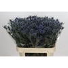 Eryngium Blue Dynamite
