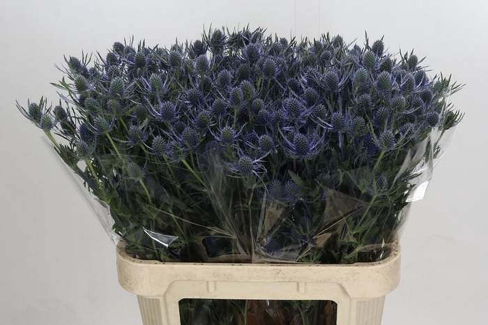 Eryngium Blue Dynamite