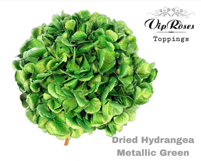 DRIED HYDRANGEA METALLIC GREEN