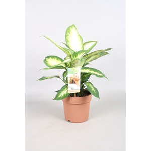 Dieffenbachia Camilla