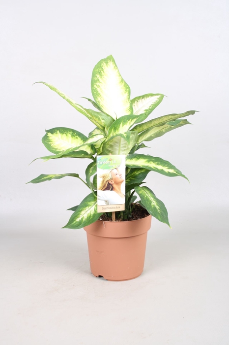 <h4>Dieffenbachia Camilla</h4>