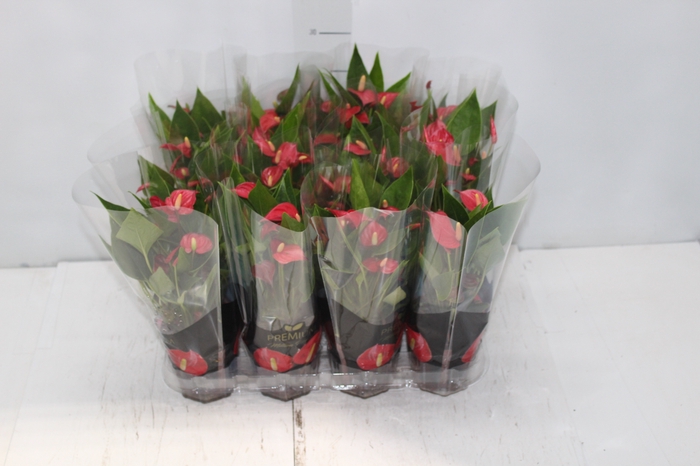 <h4>ANTHURIUM MINI MILLION FLOWERS P09</h4>