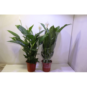 Spath Sweet Lauretta