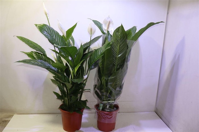 <h4>arr8 Spath Sweet Lauretta</h4>