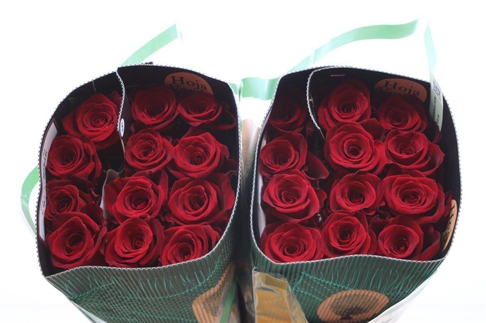 <h4>R Gr Eq Fortune</h4>