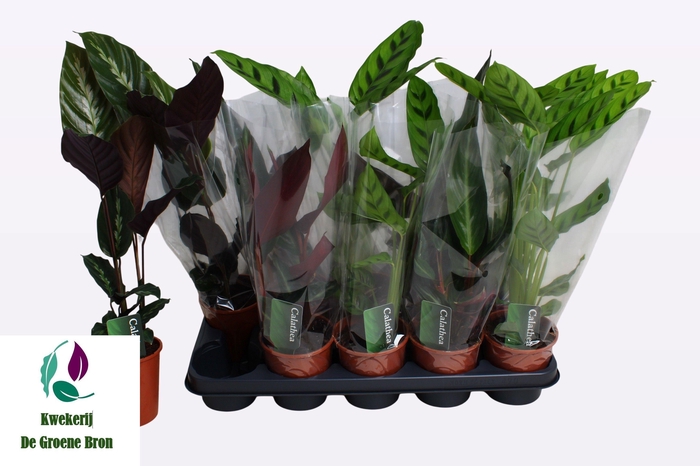 <h4>CALAT GEM 3 SRT</h4>