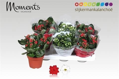 <h4>KAL GE GEM 2 KL</h4>