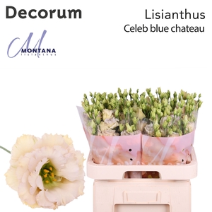 Lisianthus Celeb blue chateau 70cm