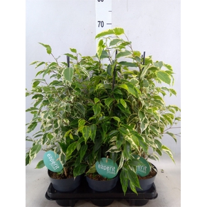 Ficus benja.   ...mix