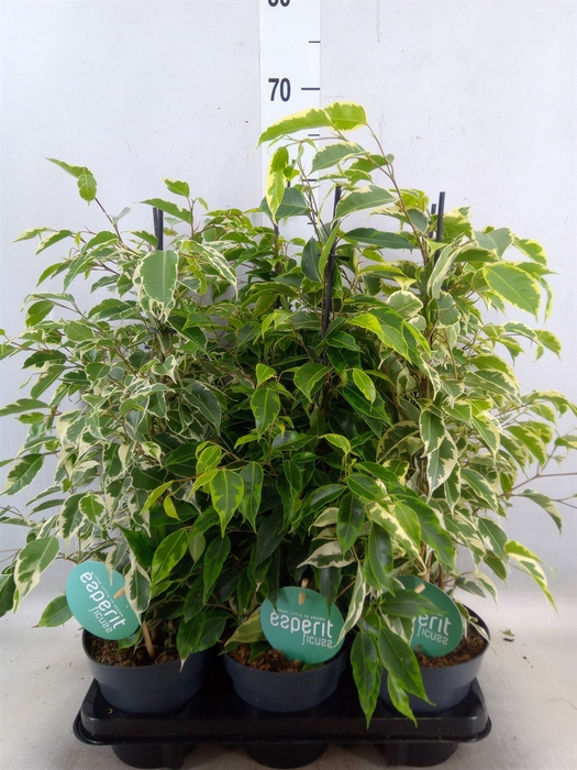 <h4>Ficus benja.   ...mix</h4>