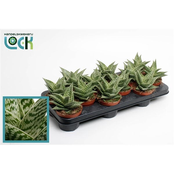 <h4>Aloe Variegata Tribal</h4>