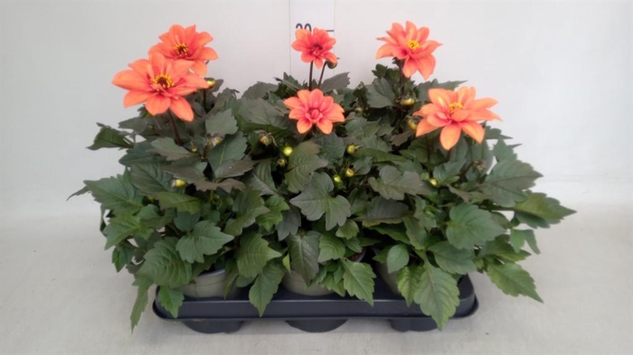 <h4>Dahlia   ...</h4>