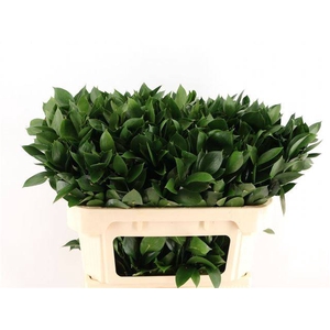 RUSCUS HYPOPHYLLUM