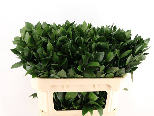 <h4>RUSCUS HYPOPHYLLUM</h4>
