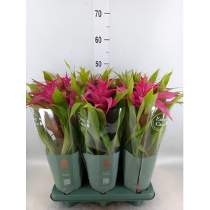 Guzmania  'Deseo Pink'