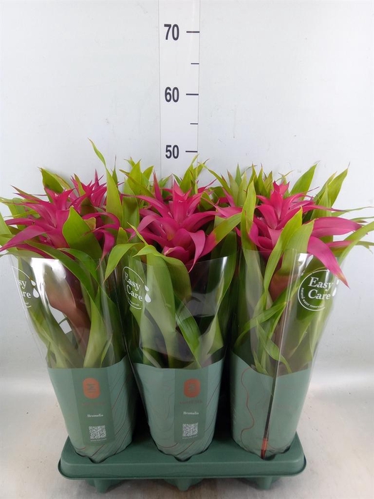 <h4>Guzmania  'Deseo Pink'</h4>