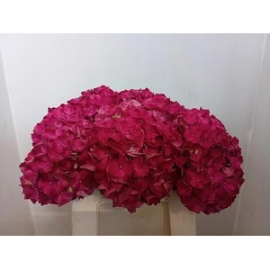 HYDR M MAG PINK RUBY