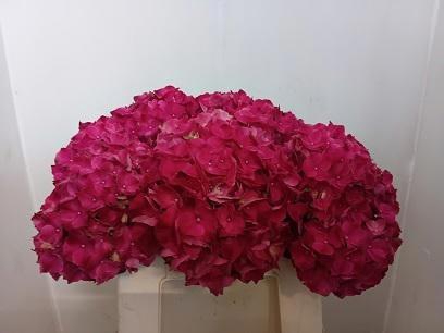 <h4>HYDR M MAG PINK RUBY</h4>