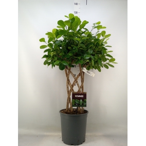 Ficus microcarpa 'Moclame'