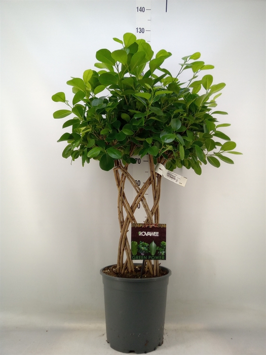 <h4>Ficus microcarpa 'Moclame'</h4>