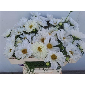 COSMOS BIPINNATUS