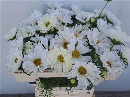 <h4>COSMOS BIPINNATUS</h4>