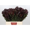 Leucadendron Saf Sunset Dark R.