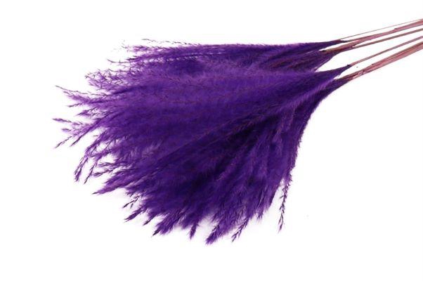 Bunch Fluffy Silver Grass 10pcs L75