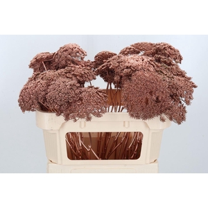 Ammi Zaad Kl Bh Koper