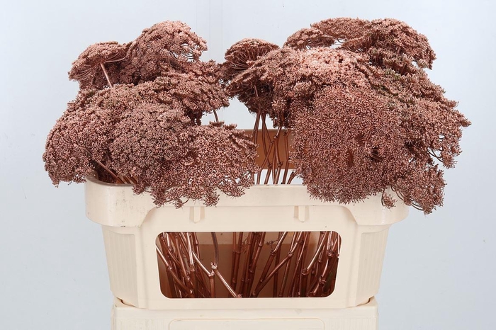 <h4>Ammi Zaad Kl Bh Koper</h4>