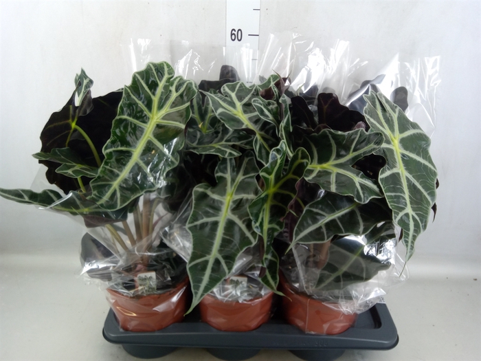 <h4>Alocasia amazonica 'Polly'</h4>