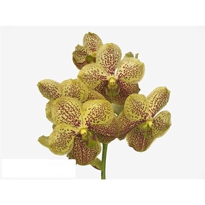 Vanda Spot Banana X16