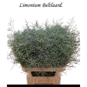 LIM BELTLAARD