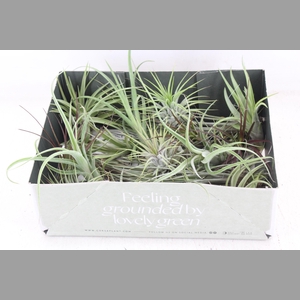 arr3 CP - Till. Doos mix x20