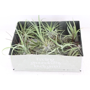 arr3 CP - Till. Doos mix x20