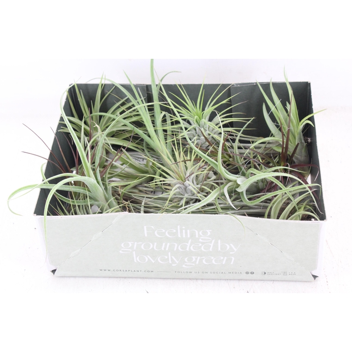 <h4>Arr3 Cp - Till. Doos Mix X20</h4>