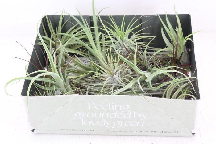 Arr3 Cp - Till. Doos Mix X20