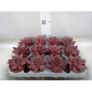 Echeveria  'Taurus'