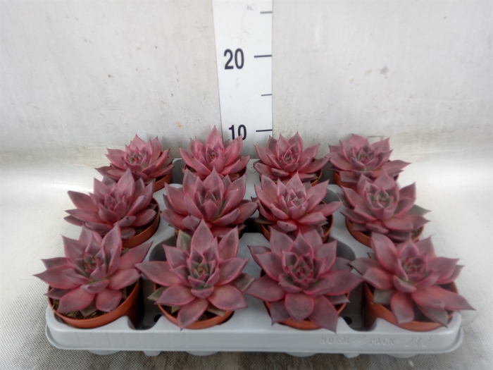 <h4>Echeveria  'Taurus'</h4>