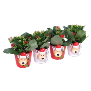 Kalanchoe 6 cm wit en rood in rudolf keramiek