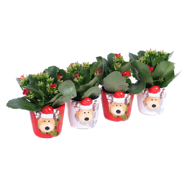 <h4>Kalanchoe 6 cm wit en rood in rudolf keramiek</h4>