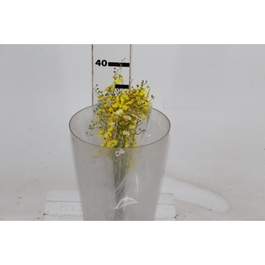 ONCIDIUM CHUVA DE OURO CORTE