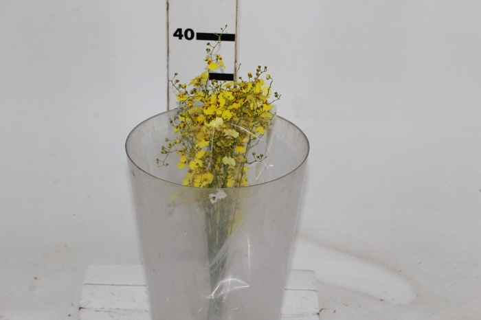 <h4>ONCIDIUM CHUVA DE OURO CORTE</h4>