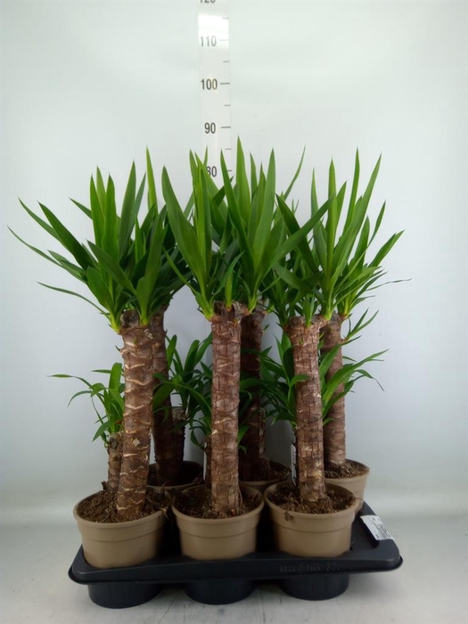 <h4>Yucca   ...</h4>